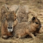 Wildlife Park in the UK Welcomes Two Newborn Patagonian Mara