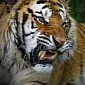 Wildlife Traffickers Guilty of Selling Tiger Parts Arrested in Indonesia