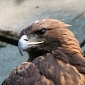 Wind Energy Company Pleads Guilty to Eagle Deaths, Gets $1M (€0.74M) Fine