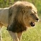 With Only 34 West African Lions Left in Nigeria, the Species Is Close to Extinction
