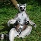 Woburn Safari Park in the UK Welcomes Three Baby Ring-Tailed Lemurs