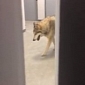 Wolf in Sochi Olympics Viral Video Is Exposed as Jimmy Kimmel Prank