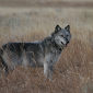 Wolves Make Little Difference in Yellowstone