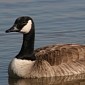 Woman Barely Escapes with Her Life After Being Attacked by a Goose