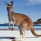 Woman Brings Kangaroo to McDonald’s, Gets Kicked Out