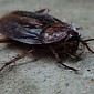 Woman Desperate to Kill a Cockroach Manages to Blow Up a Toilet