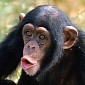 Woman Disfigured in Chimp Attack Gets $4M (€3M) Settlement