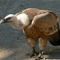 Woman Eaten by Vultures in France, Body Vanishes in Less than 50 Minutes