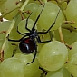 Woman Finds Black Widow Spider in Grapes