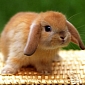 Woman Gets Convicted in Court for Abusing Rabbits