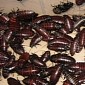 Woman Keeps 100,000 Cockroaches in Her Home, Calls Them Her Children