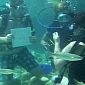 Woman Nearly Drowns When Fiancé Proposes While Scuba-Diving