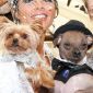 Woman Spends £20,000 on Britain’s Most Expensive Dog Wedding