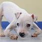 Wonky: Disabled Puppy Is in Dire Need of a Loving Owner