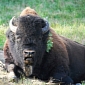 Wood Bison Herd to Be Released in Alaska
