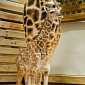 Woodland Park Zoo in Seattle Welcomes Giraffe Calf