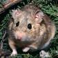 Woodrats Survive on Extremely Poisonous Diets
