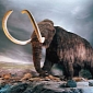 Woolly Mammoths Had a Sweet Tooth for Wildflowers, Study Finds