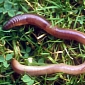 Worker in China Comes Across Earthworm the Size of a Snake – Video