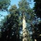 World's Largest Trees to be Saved through Cloning