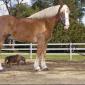 World's Largest and Smallest Horses