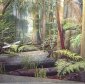 World's Oldest Rainforest