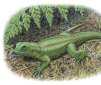 World's Oldest Veggie Lizard