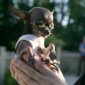 World's Smallest Dog
