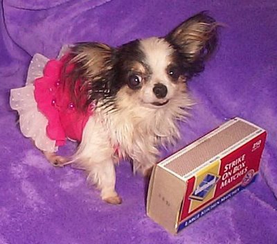 smallest dog in the world weight
