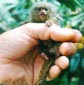 World's Smallest Monkeys and Chimerism