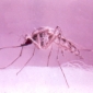 World Bank Falsified Information on Malaria Treatment