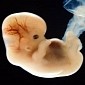 World First: Scientists Genetically Modify Lab-Made Human Embryos