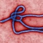 World Health Organization OKs Ebola Drug Trials