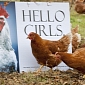 World's Best Roosters Reenact Famous Movie Scenes for Nice Pecks Calendar