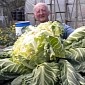 World's Biggest Cauliflower Is Six Feet (1.82 Meters) Wide and Weighs 60 Pounds (27 Kg)