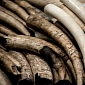 World's Biggest Online Retailer of Ivory, Whale Meat Is a Japanese Company