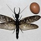 World's Largest Aquatic Insect Reportedly Discovered in China