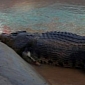 World's Largest Crocodile, Lolong, Dies From Mystery Illness
