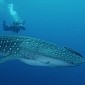 World's Largest Fish, the Whale Shark, Is on the Market for a New Home