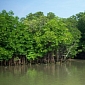World's Largest Mangrove Forest Threatened by Coal Plant Project