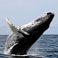 World's Largest Online Retailer of Whale Meat to Stop Selling This Product