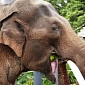 World's Most Expensive Coffee Is Made Out of Elephant Waste