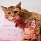 World's Oldest Cat Dies at the Age of 24