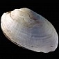 World's Oldest Doodle Was Created 500,000 Years Ago on a Shell