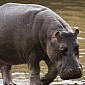 World’s Oldest Hippo Dies at the Mesker Park Zoo