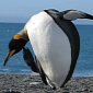 World's Oldest Penguin Is 36, Lives in Gloucestershire