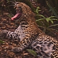World's Rarest Big Cats Caught on Camera in Indonesia