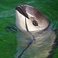 World's Rarest Porpoise Risks Going Extinct Before the End of the Decade