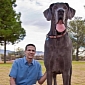 World’s Tallest Dog, Giant George, Has Died