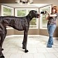 World's Tallest Dog, Zeus, Dies at Age 5 in Michigan, US